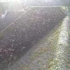 Imge of moss on roof before cleaning in preston Lancashire