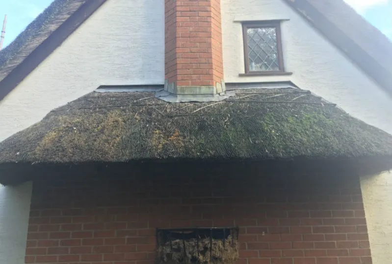 Before thatch roof cleaning