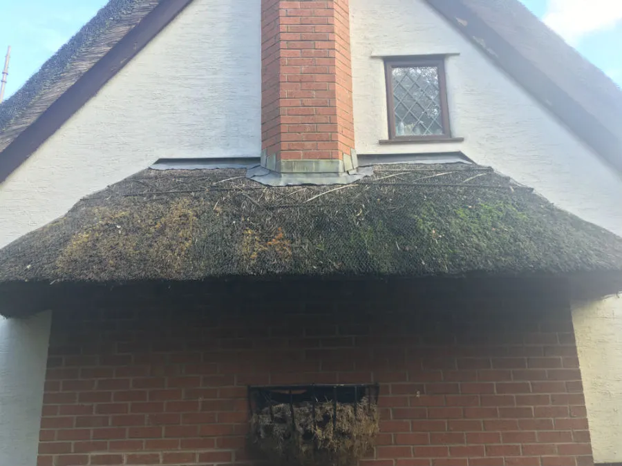 Before thatch roof cleaning