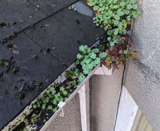 Keeping your gutters clean: Why it’s important & How to do it