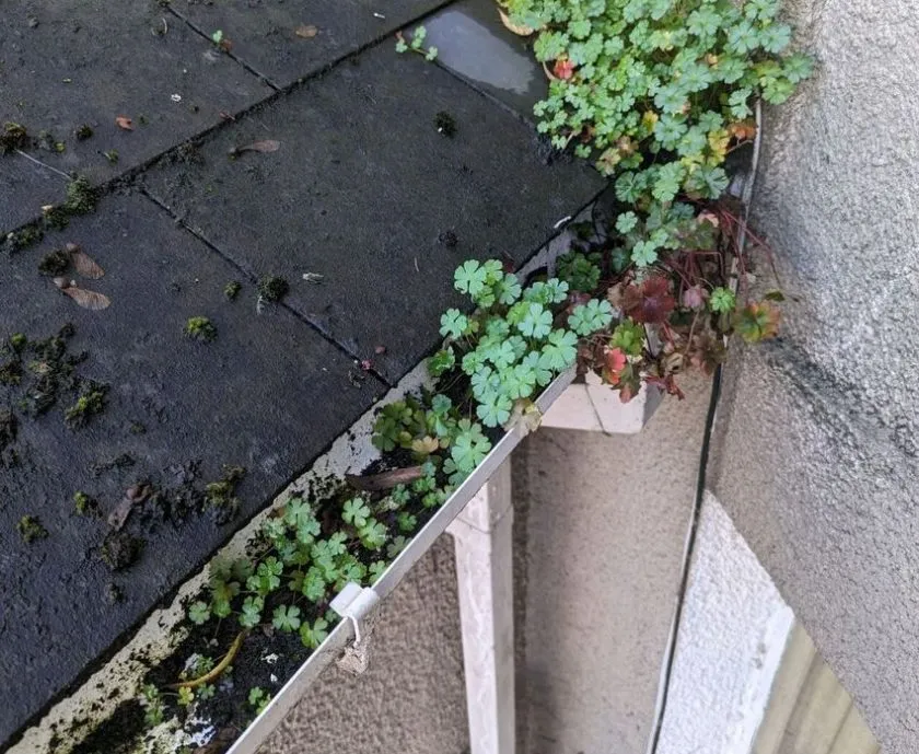 Keeping your gutters clean www.cleaning-service.uk.com